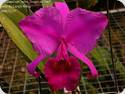 Cattleya trianaei var. Sangro de Toro